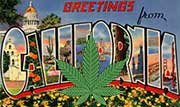California Grows Too Much Cannabis