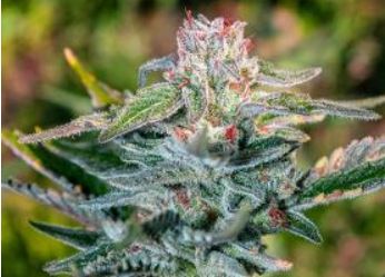 marijuana flowering bud