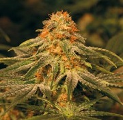 THC rich flower (cannabis)
