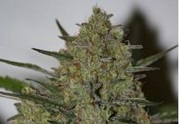 big_buds_cannabis