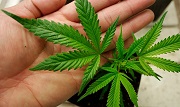 cannabis leaf on hand
