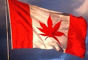 Canada cannabis home grown pot 