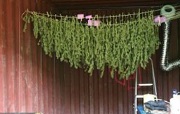 cannabis_drying