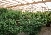 cannabis farm indoor