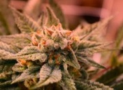 Legalize Medical Marijuana Cannabis