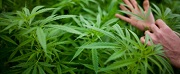 How Pharmaceutical Companies Torpedo Cannabis Legalization