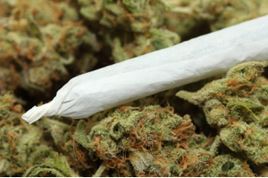 joint on cannabis buds