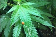 ladybug on cannabis leaf