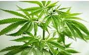 leafy_cannabis__plant