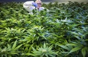 Silicon Valley Startups Providing the Cannabis Industry
