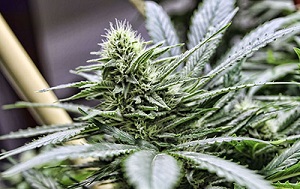 cannabis plant flower