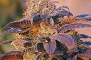 purple cannabis plant