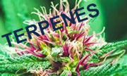 The Genes of Terpenes